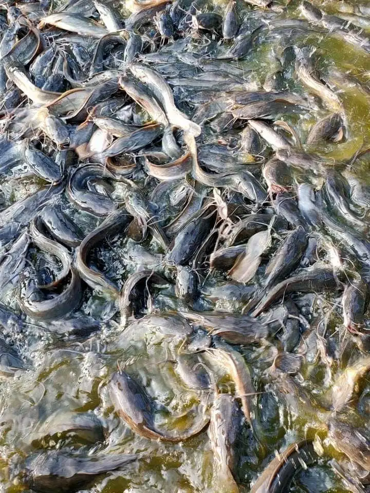 Ikan Lele Benih & Konsumsi