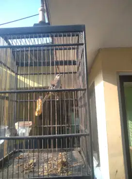 Burung Trucukan