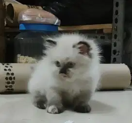 Kucing Persia kitten midol ragdoll Himalaya