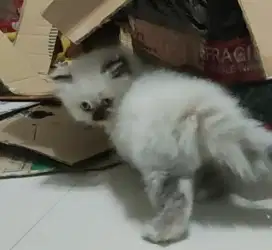 Kucing kitten persia
