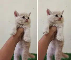 Kucing kitten British Shorthair super lucu