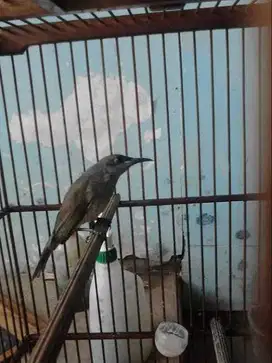 Burung cucak kombo