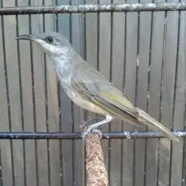 Burung Cucak Kombo