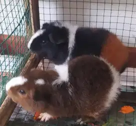 Guinea Pig Marmut Hias