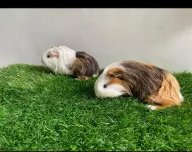 Guinea Pig Marmut Hias