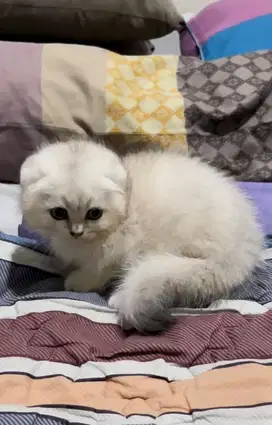 Kucing scottish fold bsh british shorthair british short hair