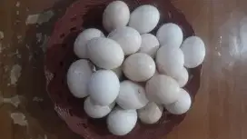 JUAL TELUR AYAM KAMPUNG/ NDOK JOWO