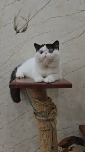 Exotic kitten 6 bulan