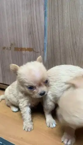 Chipoo mini super size