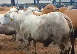 paket qurban terima beres potong cuci cacah sapi australia 500kilo top