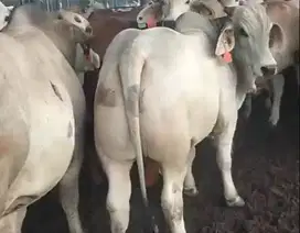 paket qurban terima beres potong cuci cacah sapi australia 500kilo top