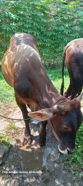 Sapi kurban murah
