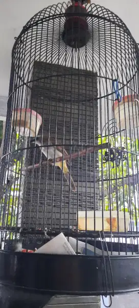Burung trucukan masih muda