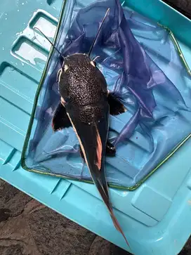 DIJUAL CEPAT IKAN RTC / LELE PREDATOR AMAZON SIZE LUMAYAN BESAR
