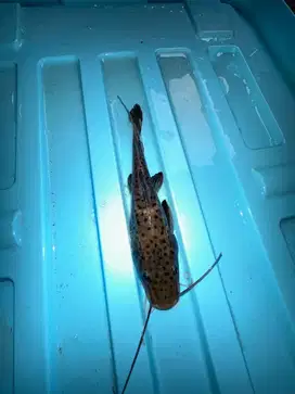 DIJUAL CEPET IKAN LEOPARD CATFISH TEMEN NYA RTC SIZE 20 CM MULUS