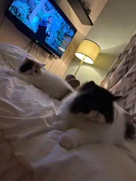 kucing persia peaknose lucu