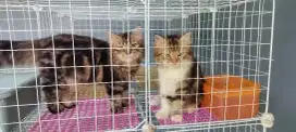 Kucing Persia medium