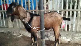 Qurban Dan Aqiqah terbaik 2025