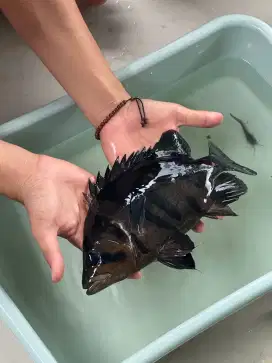 Ikan datz 28cm up
