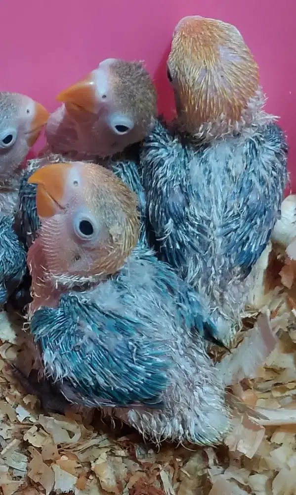 Burung love bird