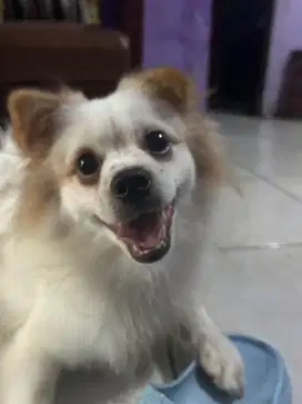 Anjing shipom (shitzu pom)