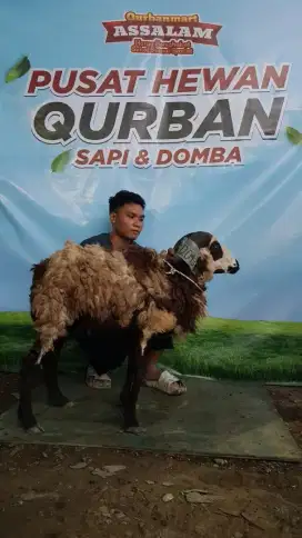 Jual domba dan sapi murah buat kurban