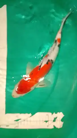 Ikan koi jenis Sanke 32cm