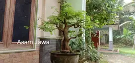 Jual Bonsai Asam Jawa