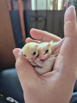 Sugar Glider Leucistic Joey