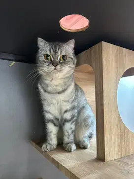 Scottish mix bsh betina proven