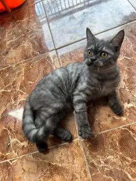 Scottish mix bsh black tabby