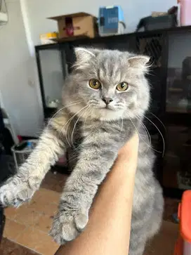 Scottish fold mix bsh