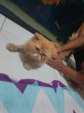 Kucing peagnose jantan