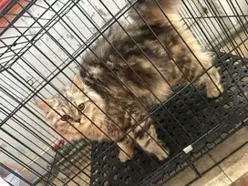 Scottish mix bsh