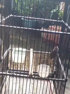 Cucak kombo jantan