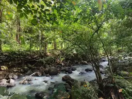 Dijual tanah datar murah los sungai view jugle di bali