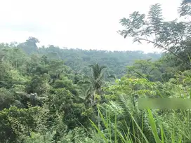TANAH Pinggir Jalan Los Sungai Ubud Payangan Gianyar