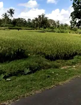 Tanah super murah los sungai di payangan dkt hotel hanging garden