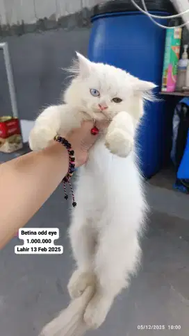 Anakan kucing mencoon dengan himalaya