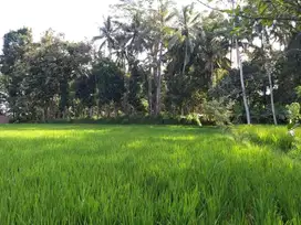 Tanah murah pinggir jalan utama full view sawah ubud tegalalang
