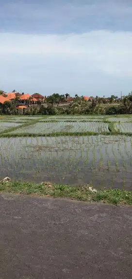 Tanah Murah Pinggir Jalan Utama Cemagi Canggu