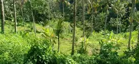 Tanah super murah los sungai view junggle ubud tegalalang