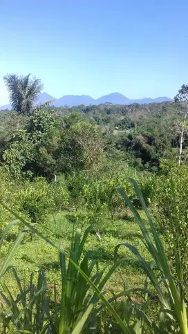 Tanah super murah ubud taro dkt elefphant park