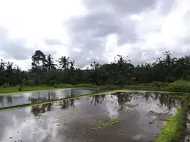Tanah super premium di dkt centrak ubud los sungai petanu view sawah