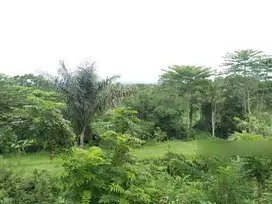 Tanah super murah pinggir jalan utama dkt padma hotel dan hanging gard