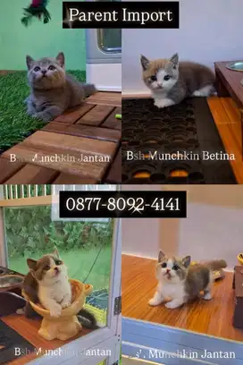 Lepas adop Bsh Munchkin/Munchkin Bsh/British short hair/Munchkin