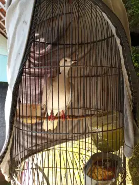 Jual burung puter pelung gacor 2 ekor