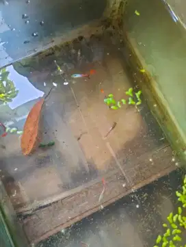 Ikan Guppy merak