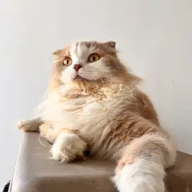 Scottish fold 9Bln scotish lilac bicolor cream jantan kucing indukan