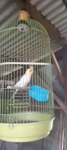 Jual cepat Falk Mata Merah